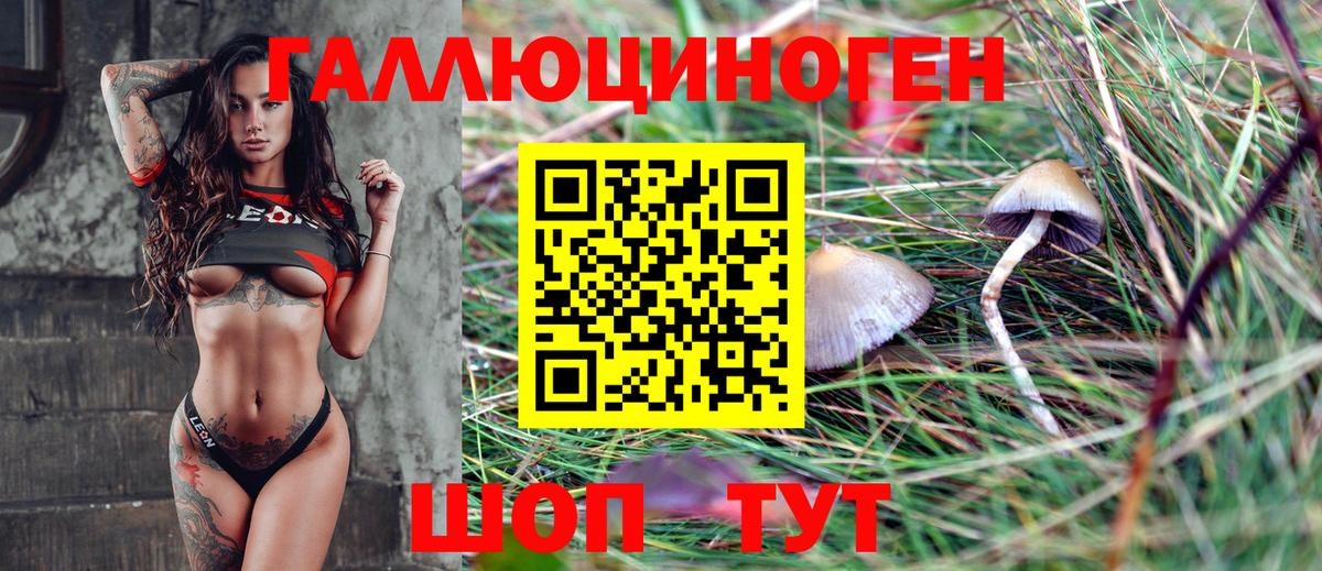Псилоцибиновые грибы Psilocybine cubensis Шахты